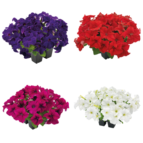 Фото Петуния грандифлора Аладдин Benary, Набор 4уп, Поиск Фото Петуния грандифлора Аладдин Benary, Набор 4уп, Поиск